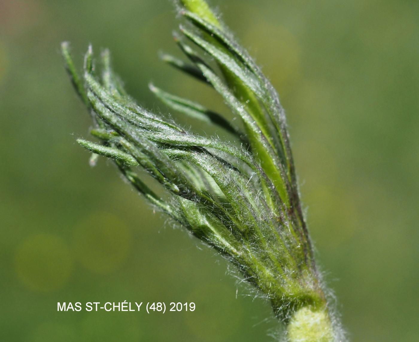 Pasque flower leaf